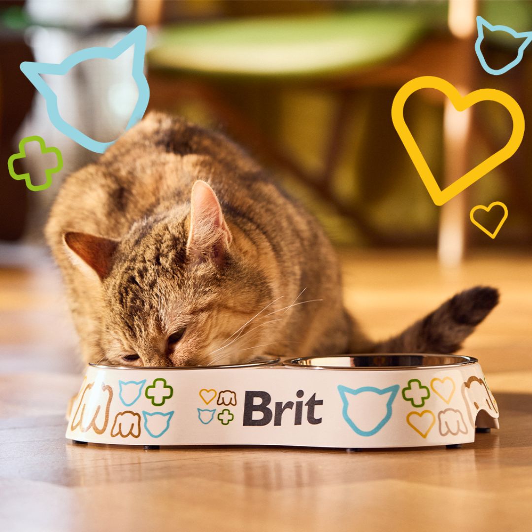 Meet Brit South Africa