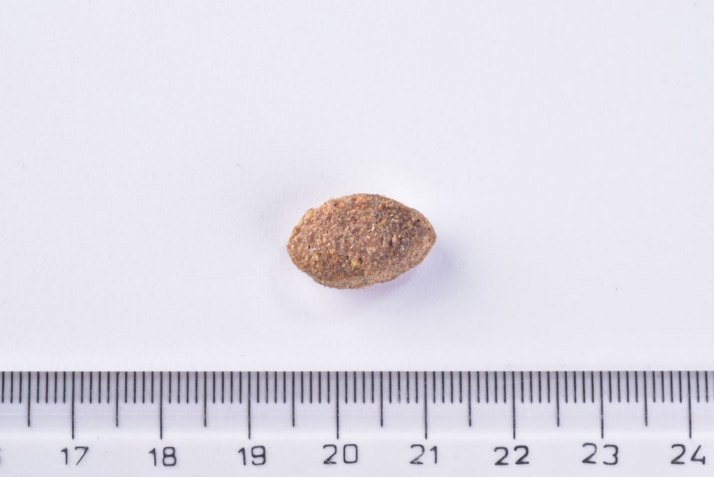 Dog Dry Food Light Turkey and Oat Single Kibble next to a ruler on a white background