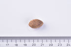 Dog Dry Food Light Turkey and Oat Single Kibble next to a ruler on a white background