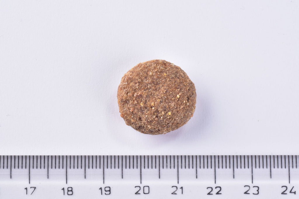 Brit Premium Dog Dry Food Senior Large & XLarge single Kibble on a white background with a ruler for scale.