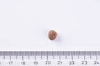 Brit Premium Dog Junior Small Dry Food Single kibble next to a ruler on a white background