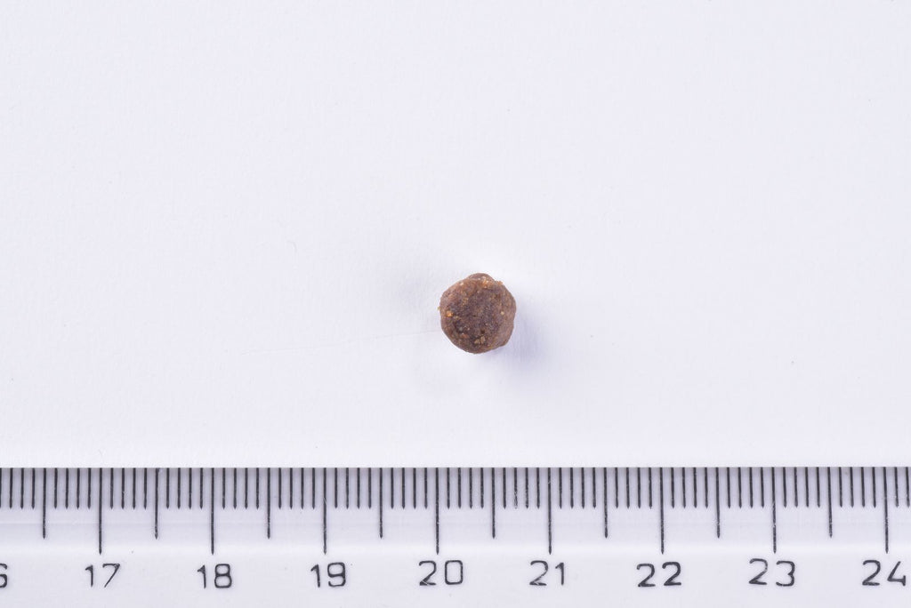 Brit Premium Dry Kitten Food single kibble  next to a ruler on a white background
