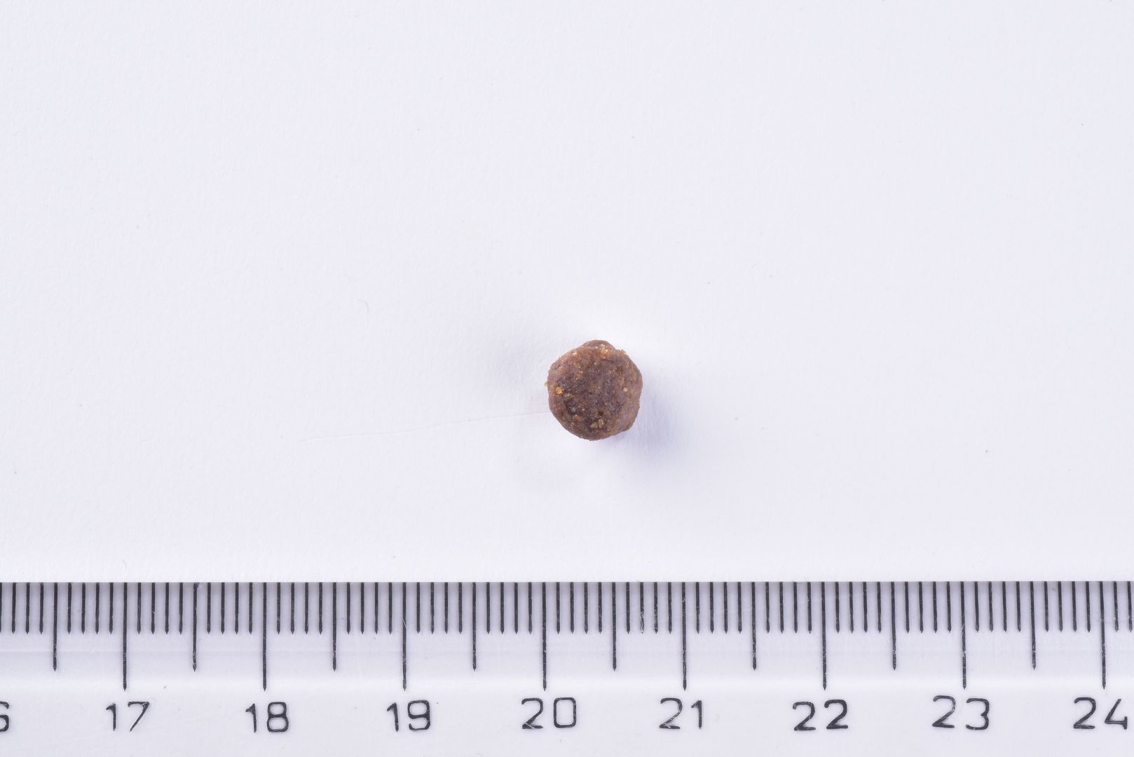 Brit Premium Dry Kitten Food single kibble  next to a ruler on a white background