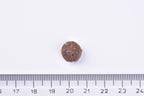 Brit Premium Sterilised Adult Cat Dry Food - Chicken single kibble  next to a ruler on a white background